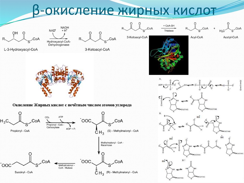 Окисление распад органических веществ