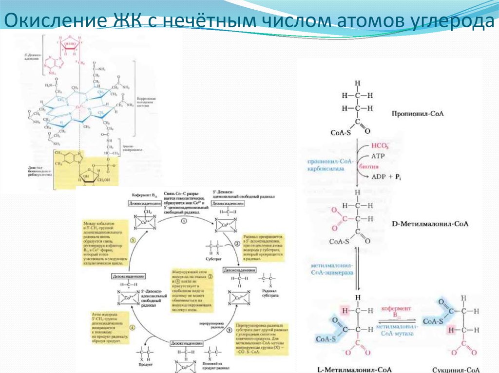 Окисление ЖК с нечётным числом атомов углерода