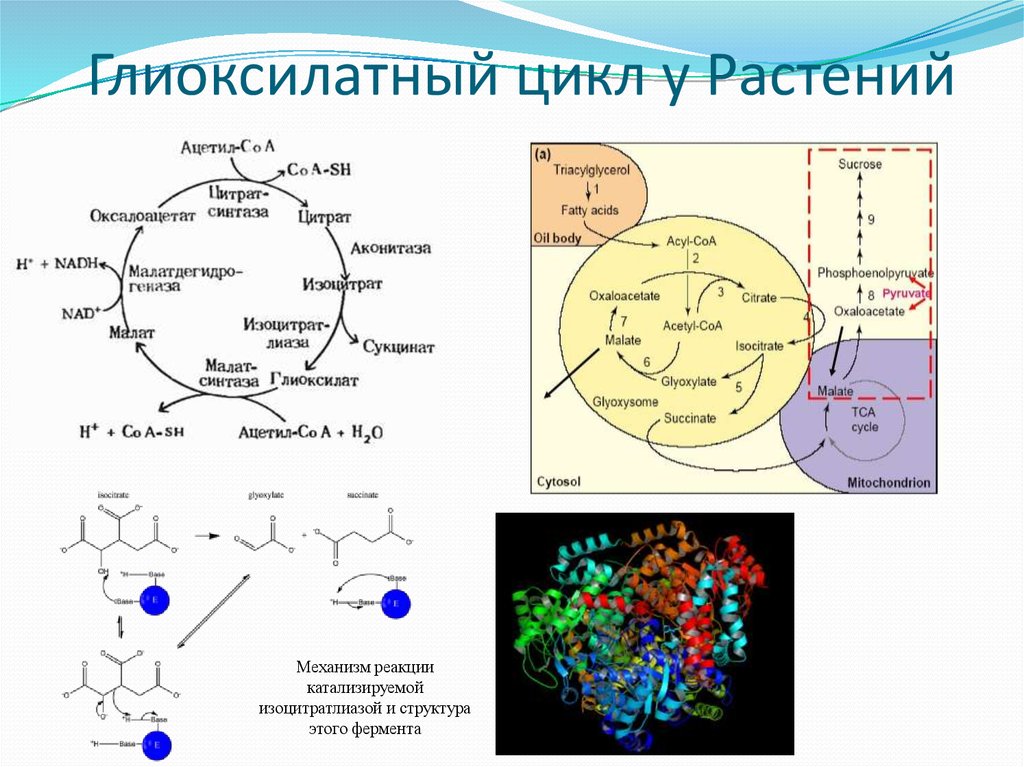 Схема глиоксилатного цикла