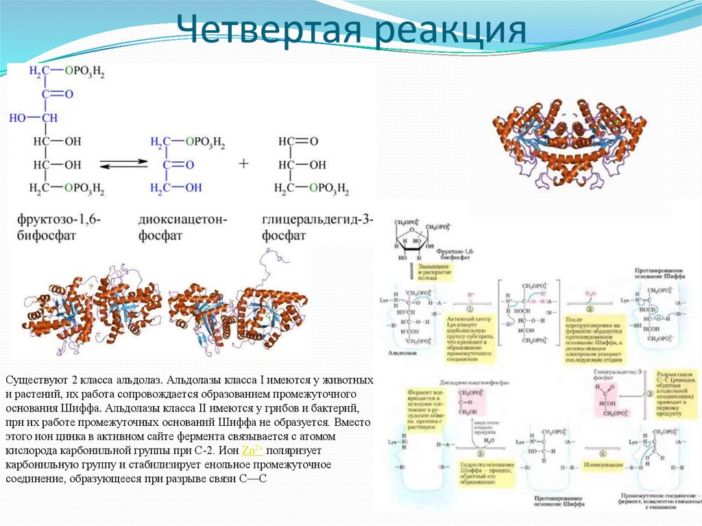 4 реакции. Четвёртая реакция. Местная реакция биология 8 класс. Какие реакции бывают в биологии. Биология реакция Крэга.