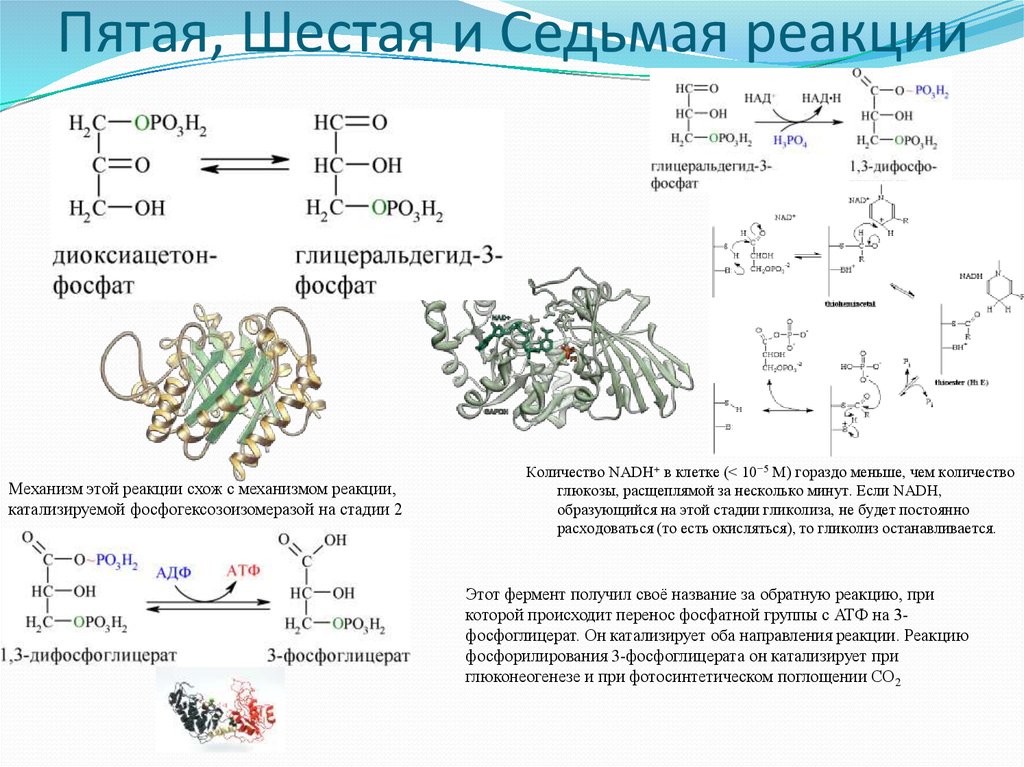 Пятая шестая