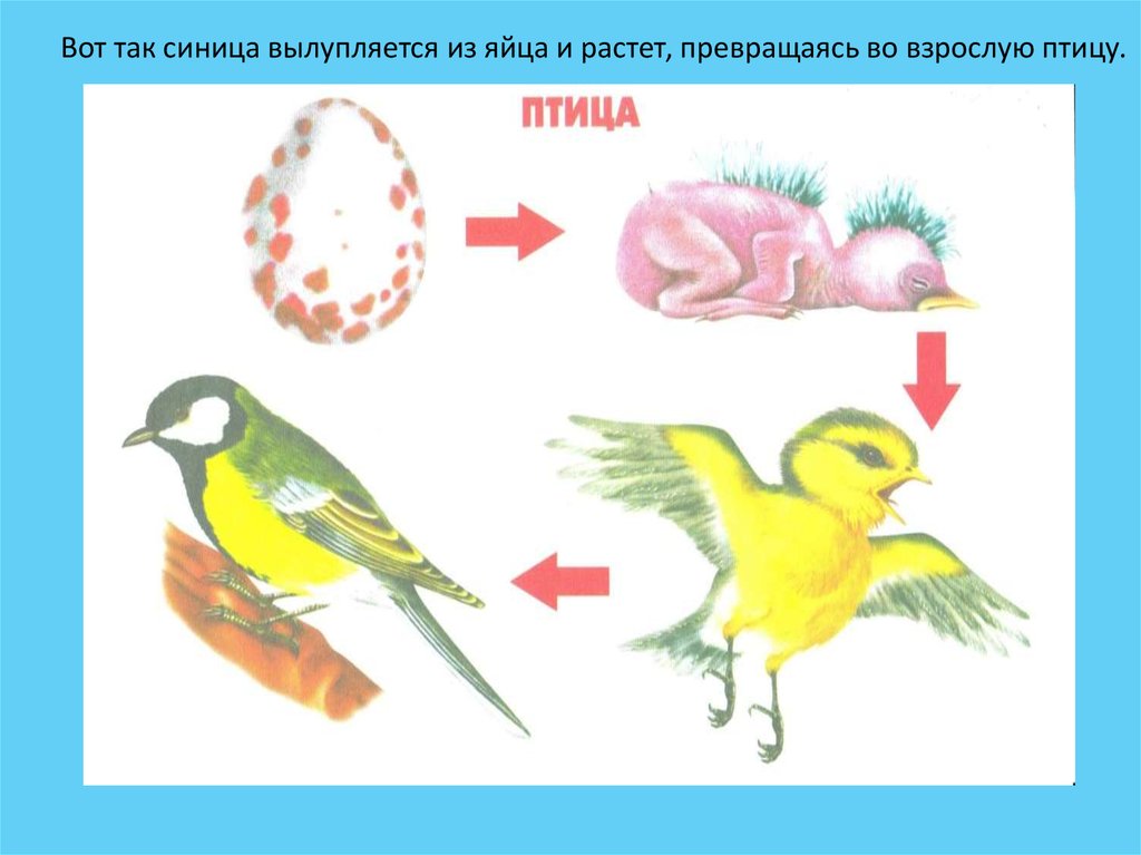 Откуда появились птицы. Развитие птиц. Этапы развития птиц. Цепочка развития птиц. Стадии развития птиц.
