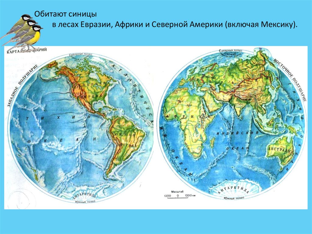 Географическое положение северной америки полушария. Физическая карта полушарий. Евразия на карте полушарий. Северная Америка на карте полушарий. Евращияна карте полушарий.