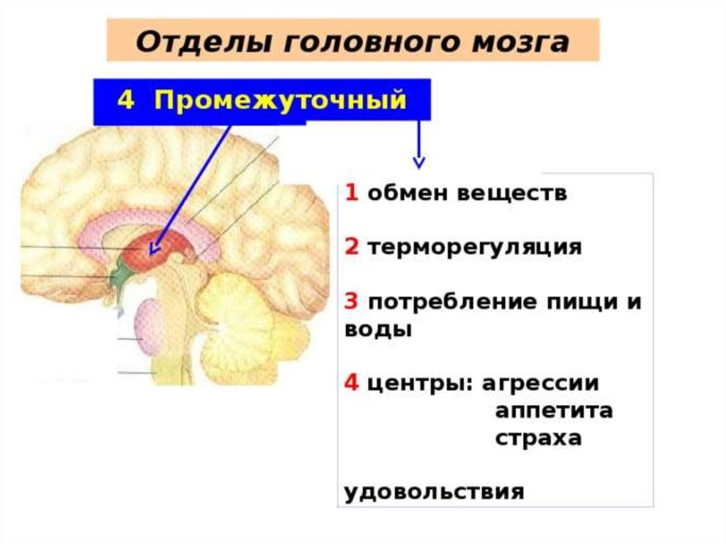 Центр мозга и тела