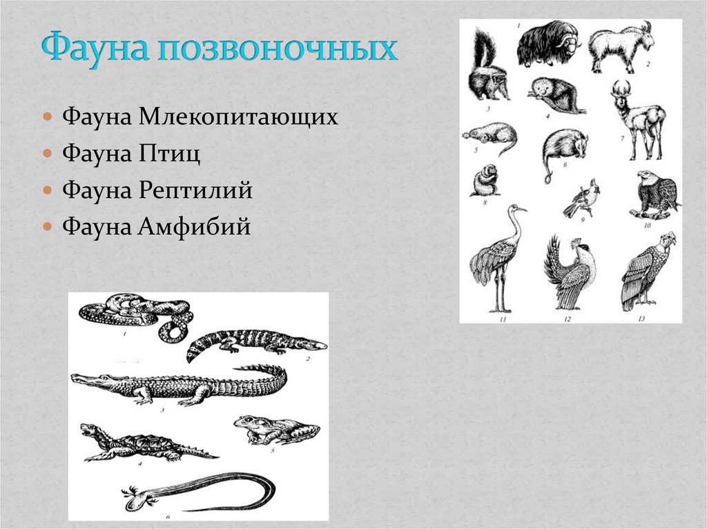 Тест по теме позвоночные животные. Фауна позвоночных. Животный мир в Неарктической области. Позвоночные животные птицы. Позвоночные животные млекопитающие.