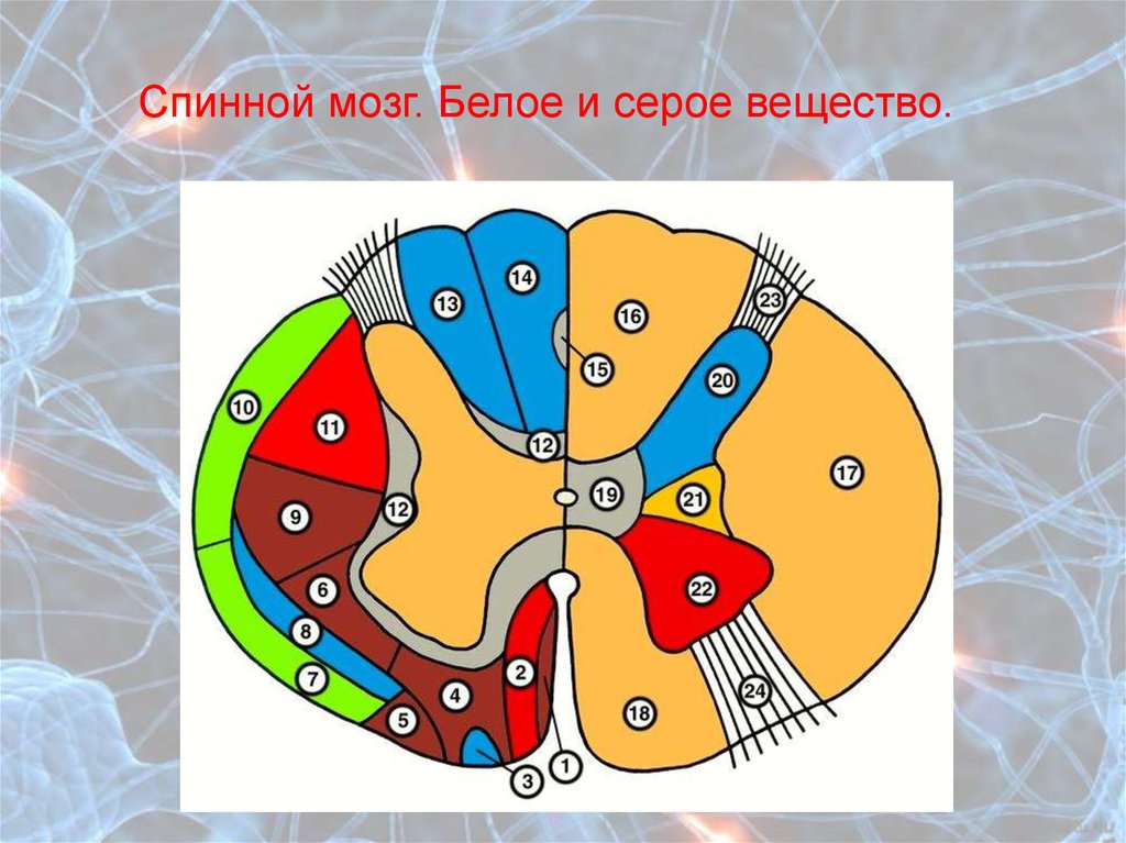 Функциональная анатомия спинного мозга презентация