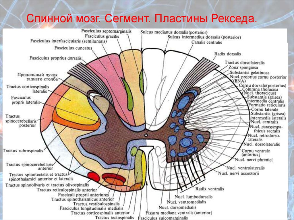 Моторные центры спинного мозга