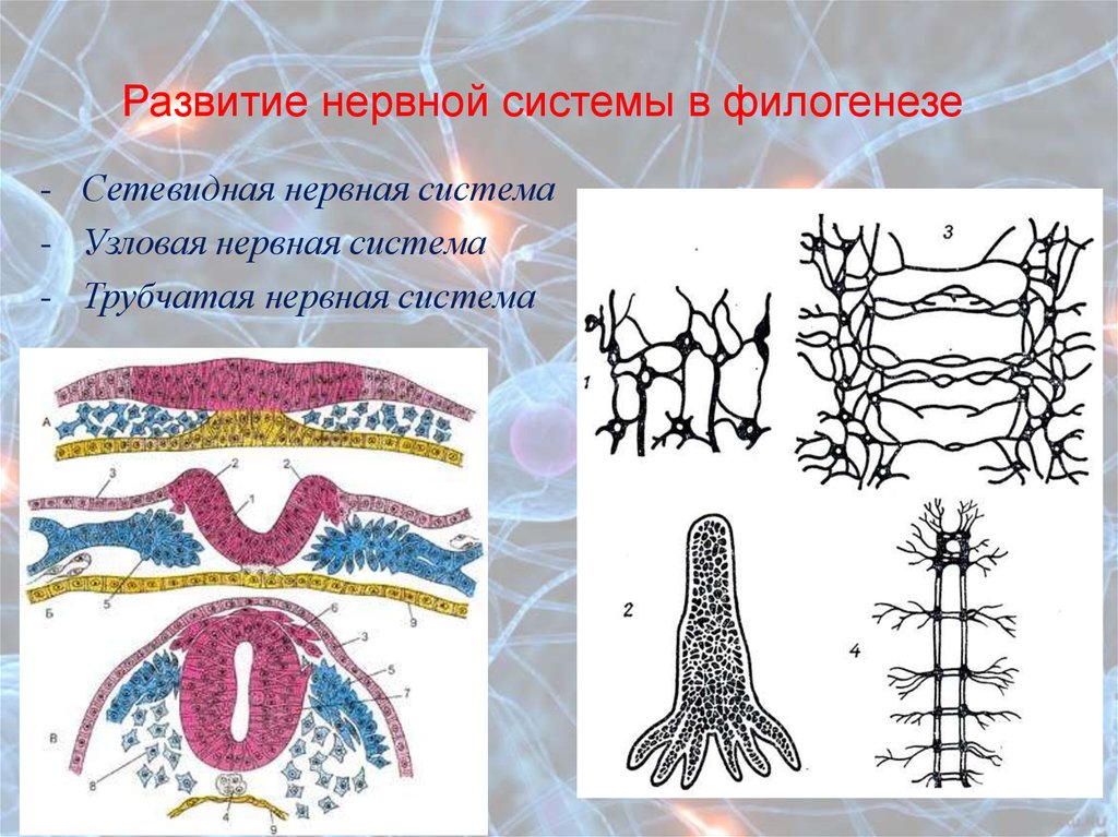 Узловая нервная система