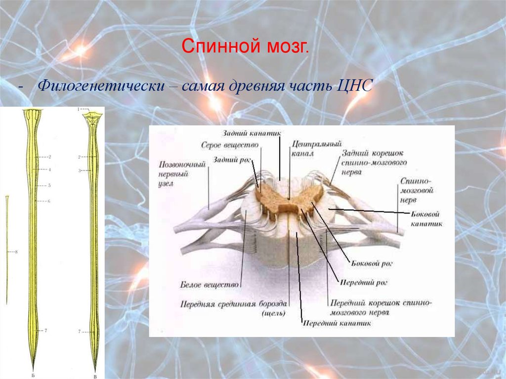 От спинного мозга отходят