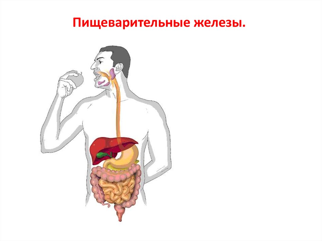 Описание пищеварительных желез. Пищеварительные железы. Строение пищеварительных желез. Пищеварительная система у орла. Пищеварительные железы презентация.