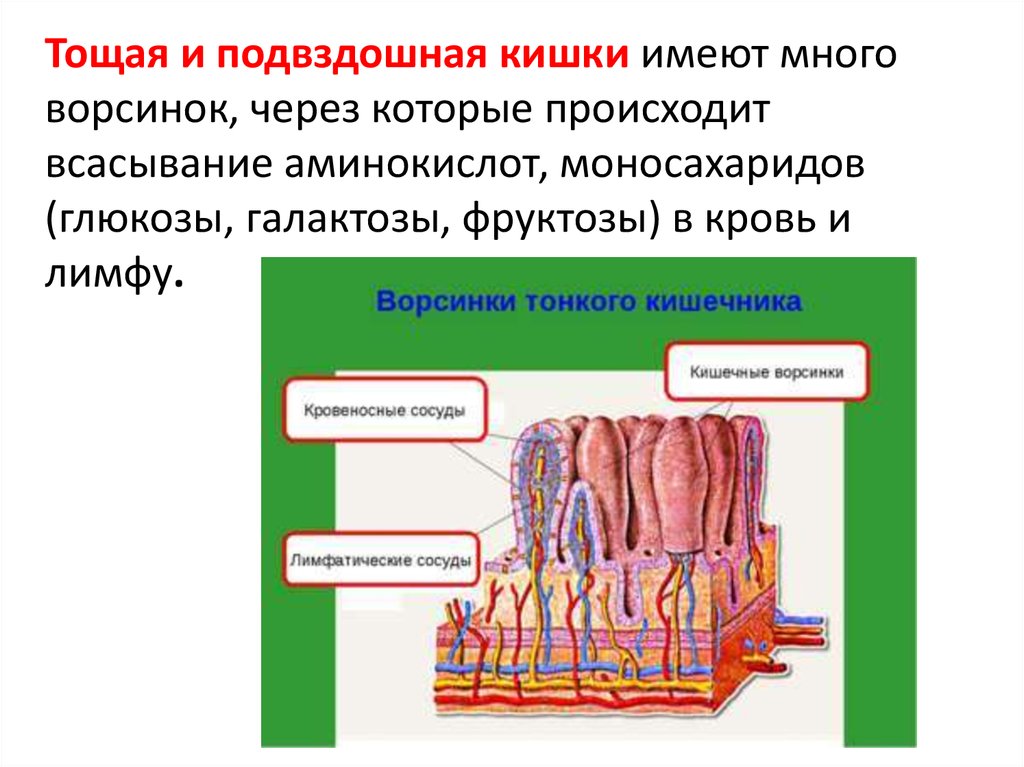 В ворсинках тонкого кишечника в кровь всасываются. Тощая кишка функция ворсинки. Тощая кишка анатомия ворсинки. Всасывание строение и функции. Ворсинки тонкого кишечника функции.