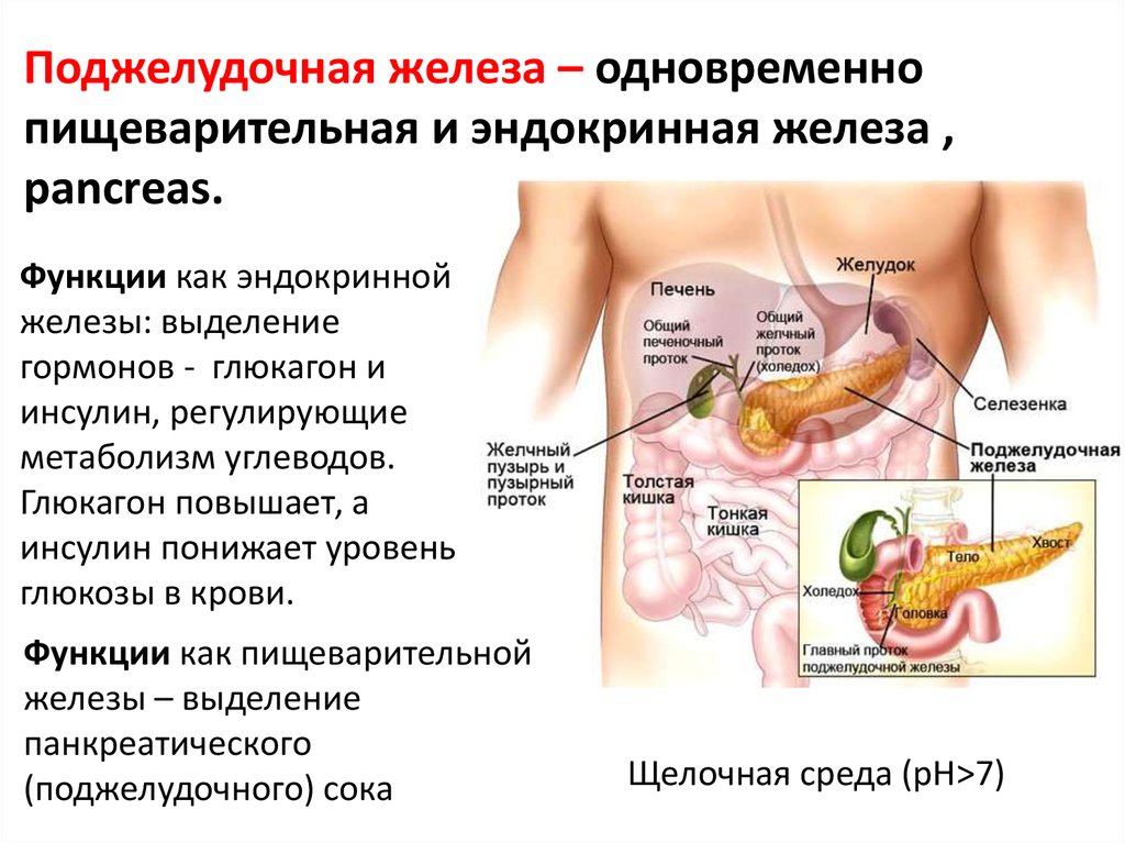 Роль печени и поджелудочной железы. Поджелудочная железа система органов. Эндокринная система поджелудочная железа строение. Особенности строения поджелудочной железы таблица. Поджелудочная железа строение и функции кратко.
