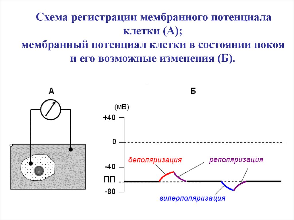 Мембрана потенциалы. Мембранные потенциалы клетки схема. Схема мембранного потенциала( схема донановская равновесие). Схема формирования мембранного потенциала покоя. Мембранный потенциал схема физиология.