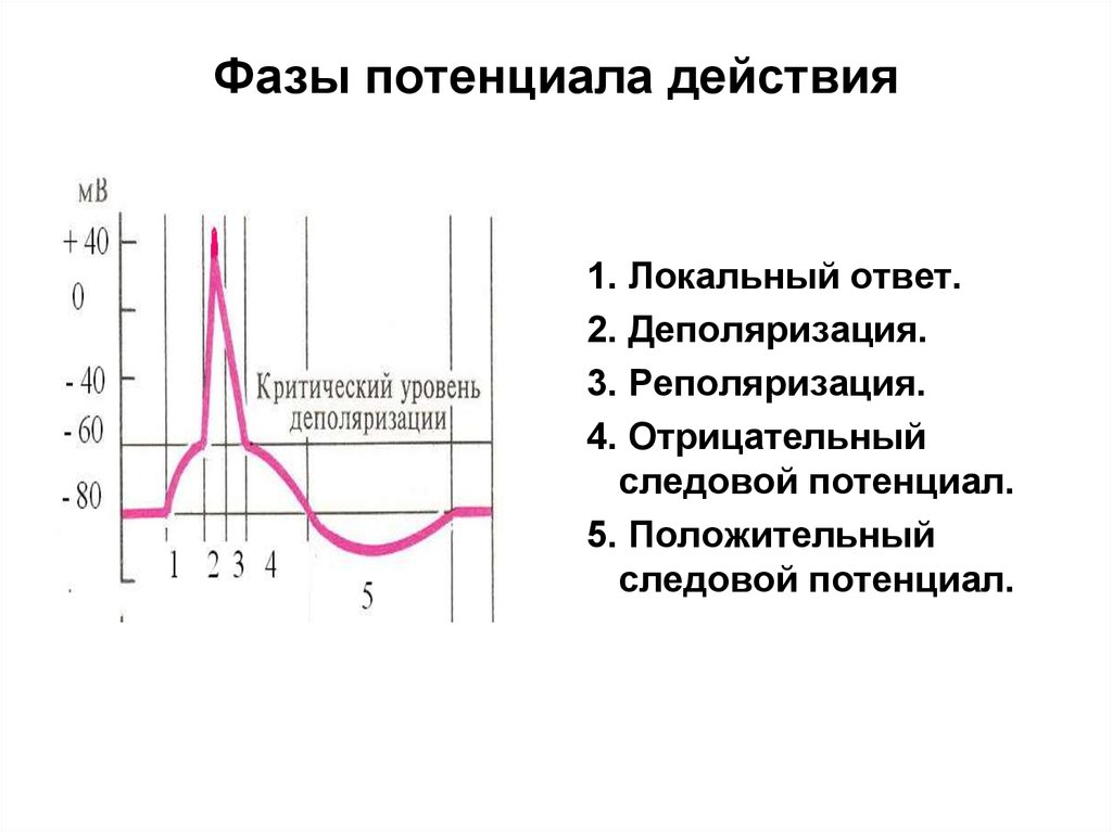 Время пд. Фазы потенциала действия и возбудимости. Потенциал действия деполяризация реполяризация. Потенциал покоя и потенциал действия фазы. Фазы мембранного потенциала.