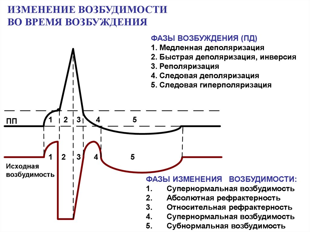 Фазы возбуждения. Возбудимость в фазу следовой деполяризации. Фазы потенциала действия и фазы возбудимости. Фазы потенциала действия следовая деполяризация. Фазы потенциала действия следовая гиперполяризация.