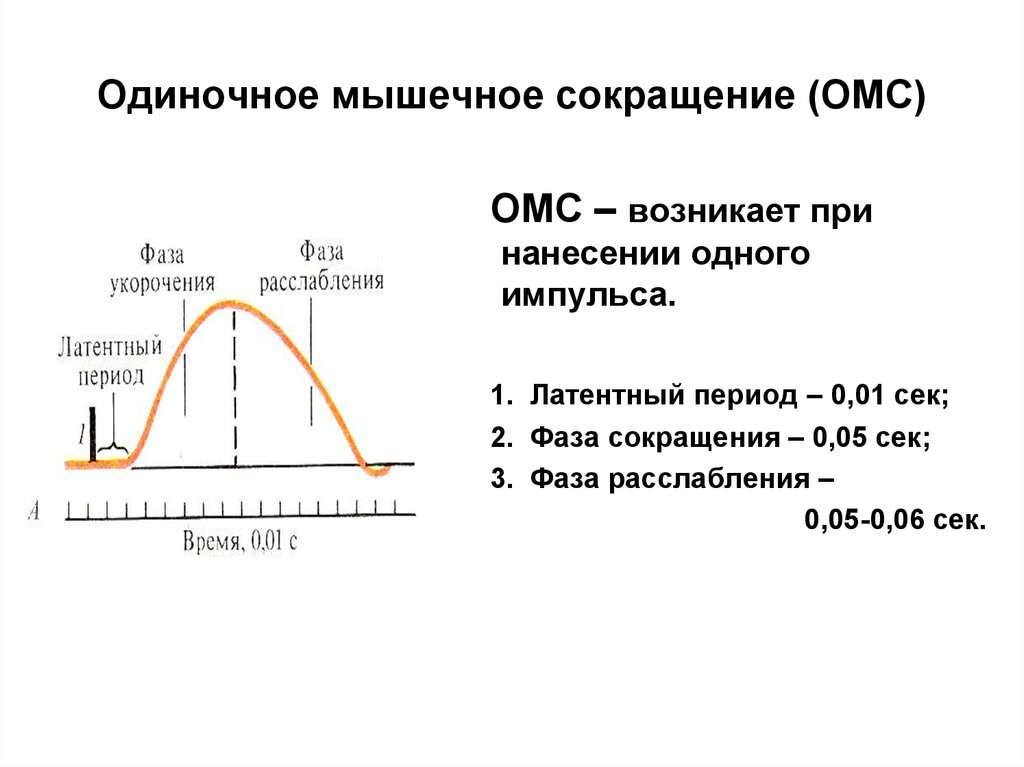 Белки обеспечивающие мышечное сокращение