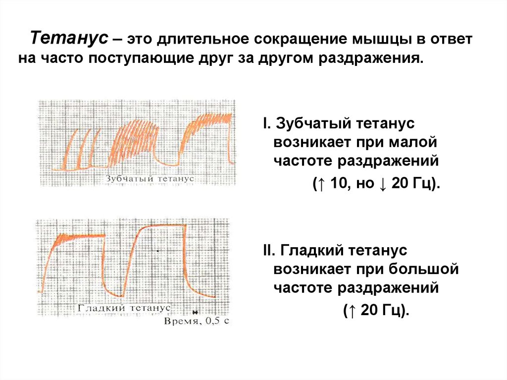 Сокращение мышц это. Гладкий тетанус возникает. Тетанус физиология мышц. Гладкий и зубчатый тетанус. Гладкий и зубчатый тетанус физиология.