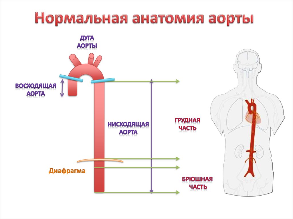 Брюшной отдел аорты диаметр