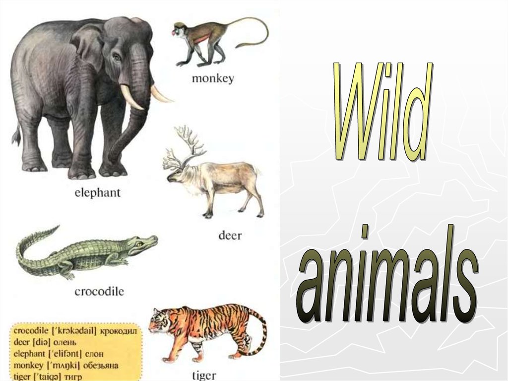 Английский язык 2 класс animals. Animals презентация. Животные по английскому языку. Животные на англ. Проект Дикие животные английский.