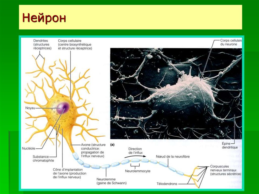 Строение нейрона презентация