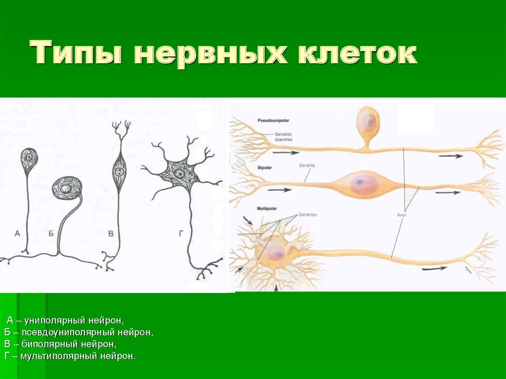 Примеры нервных клеток. Типы нейронов псевдоуниполярный. Униполярные биполярные и мультиполярные Нейроны. Нервная клетка. Типы нервных клеток.