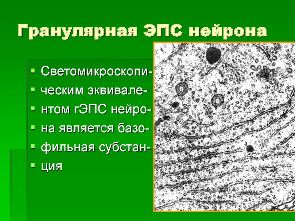 Гранулярная эпс. Электронограмма гранулярной ЭПС. Гранулярная ЭПС строение. Гранулярная эндоплазматическая сеть. Гранулярная ЭПС функции.