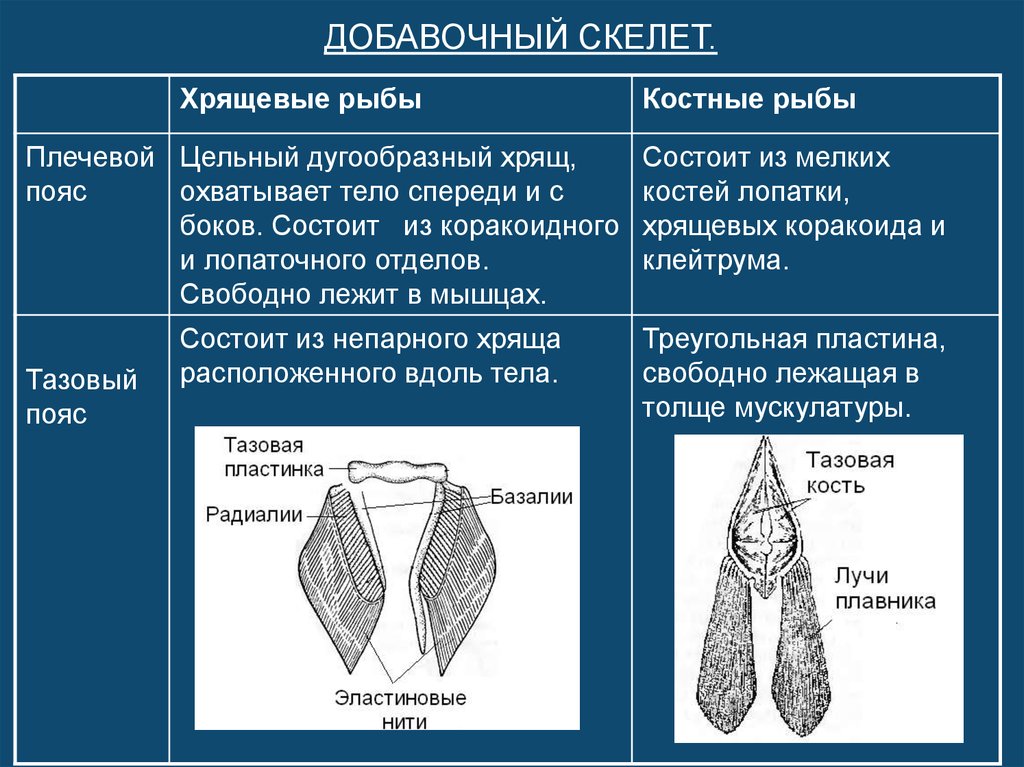 Конечности рыб