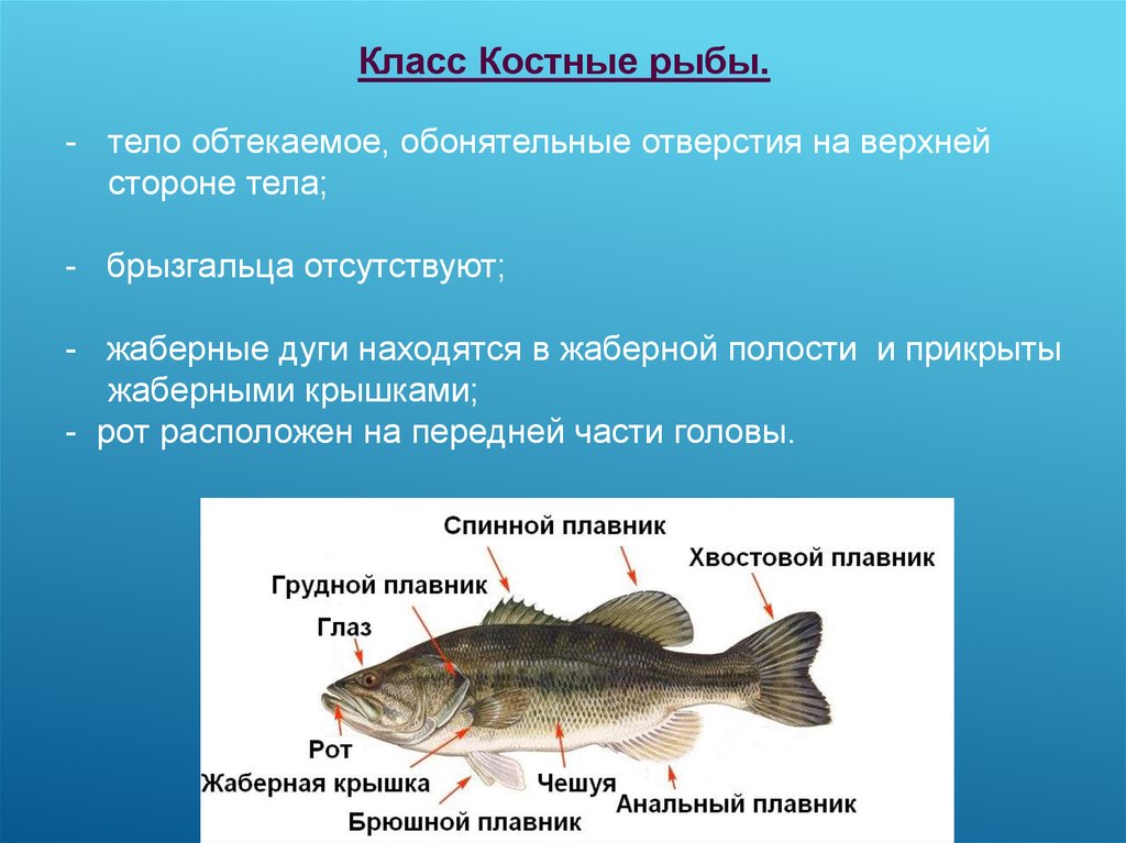 Какое оплодотворение характерно для костных рыб. Костные рыбы. Симметрия тела рыб. Рот костных рыб. Брызгальце у костных рыб.