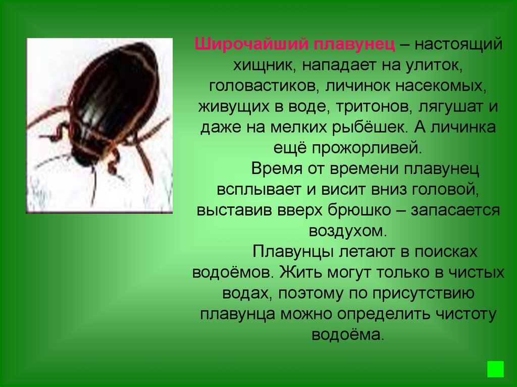 Описание жука. Жук плавунец описание. Жук-плавунец широчайший. Жук плавунец передвижение. Плавунец широкий красная книга.