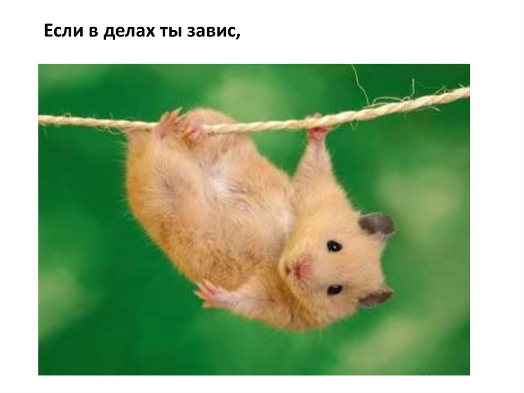 Если в делах ты завис,