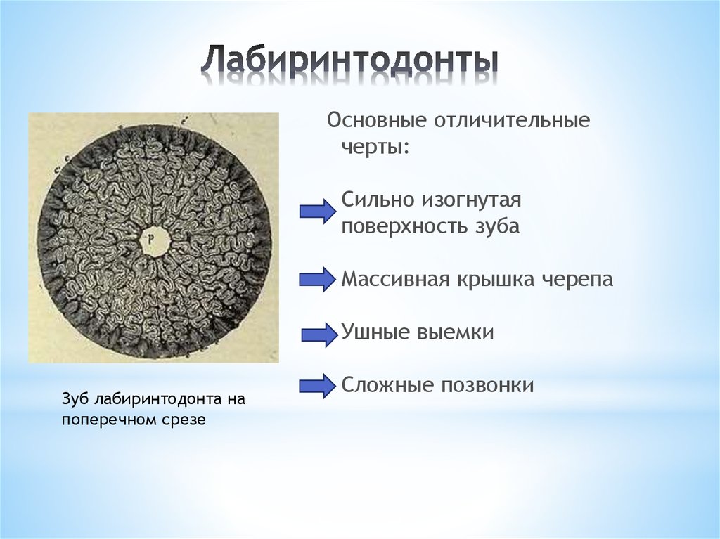 Лабиринтодонты