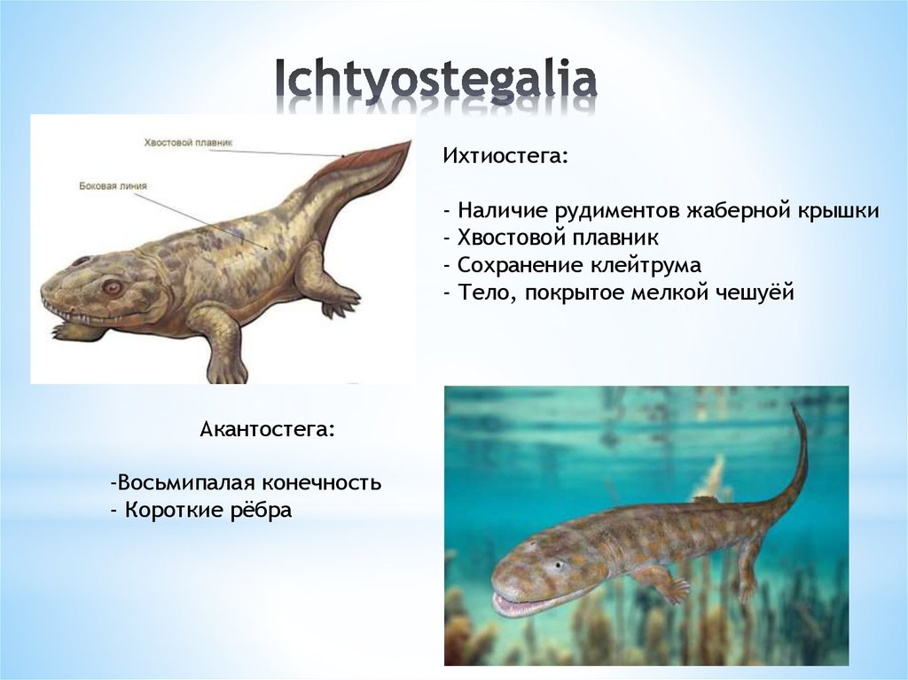 Ichtyostegalia