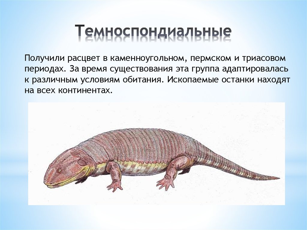 Темноспондиальные