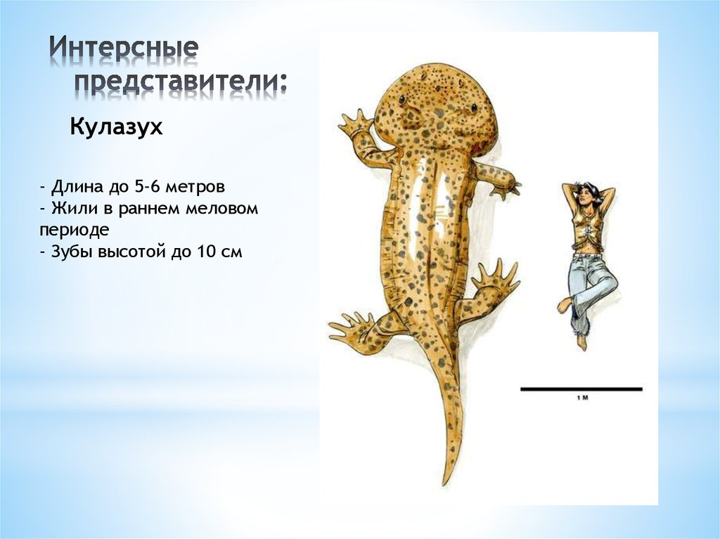 Интерсные представители: