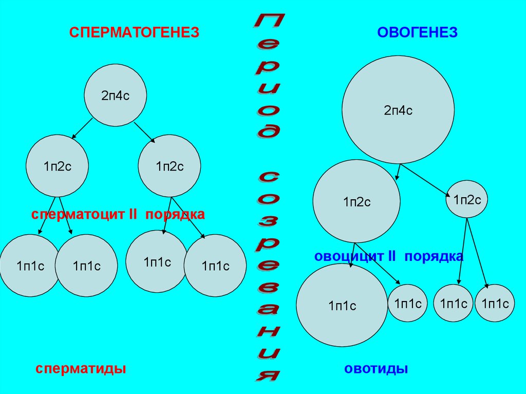 Гаметогенез егэ презентация