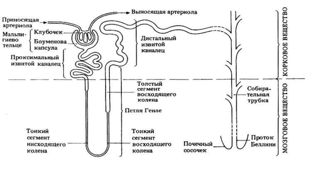 Почечный каналец на рисунке