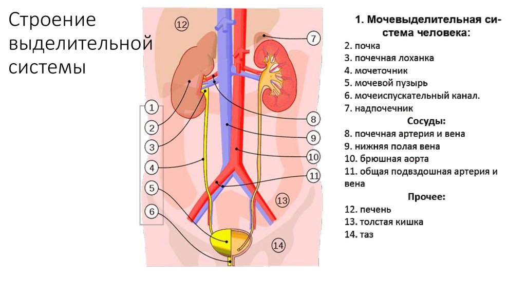 Какие органы входят в выделительную систему человека. Строение органов мочевой системы. Мочевыделительная система строение анатомия. Мочевыделительная система строение органов. Выделительная система человека строение почки.