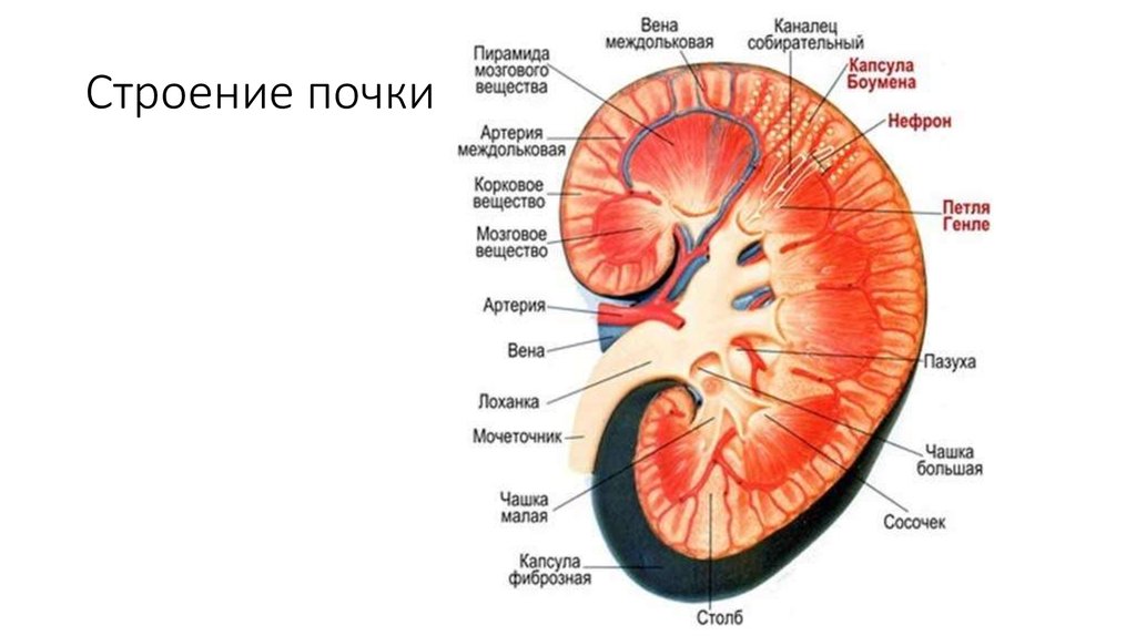 Почка в разрезе рисунок