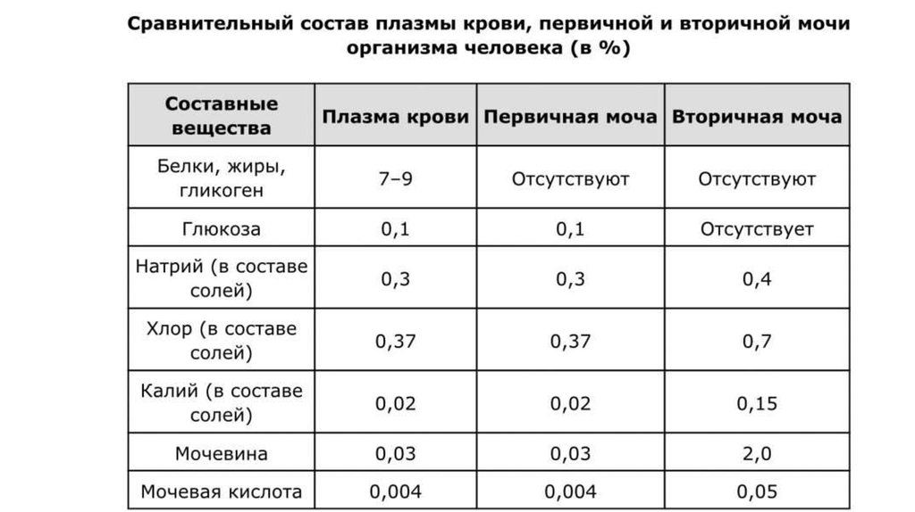 Первичная моча