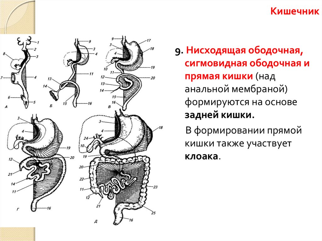 Клапан пищевода и желудка