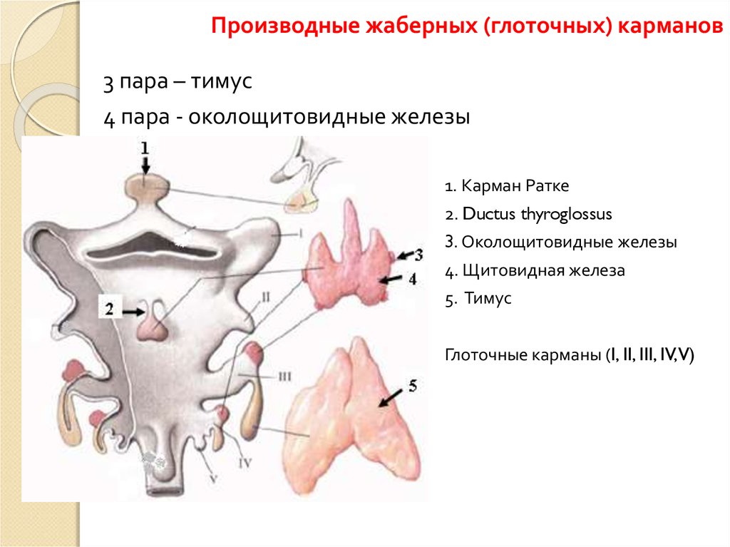 Производные железы. Производные жаберных карманов. Жаберные карманы и их производные. Жаберные дуги у человека и их производные.