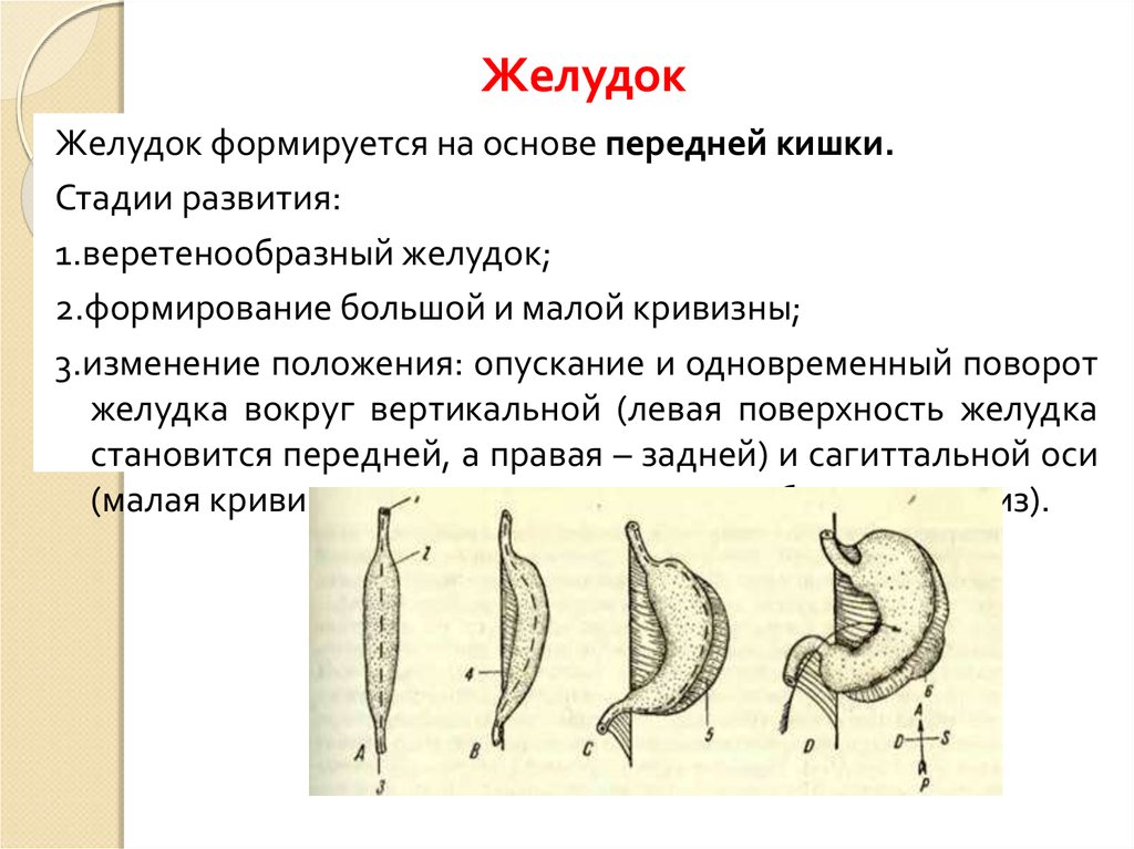 Развитие желудка. Формирование желудка. Этапы развития желудка.