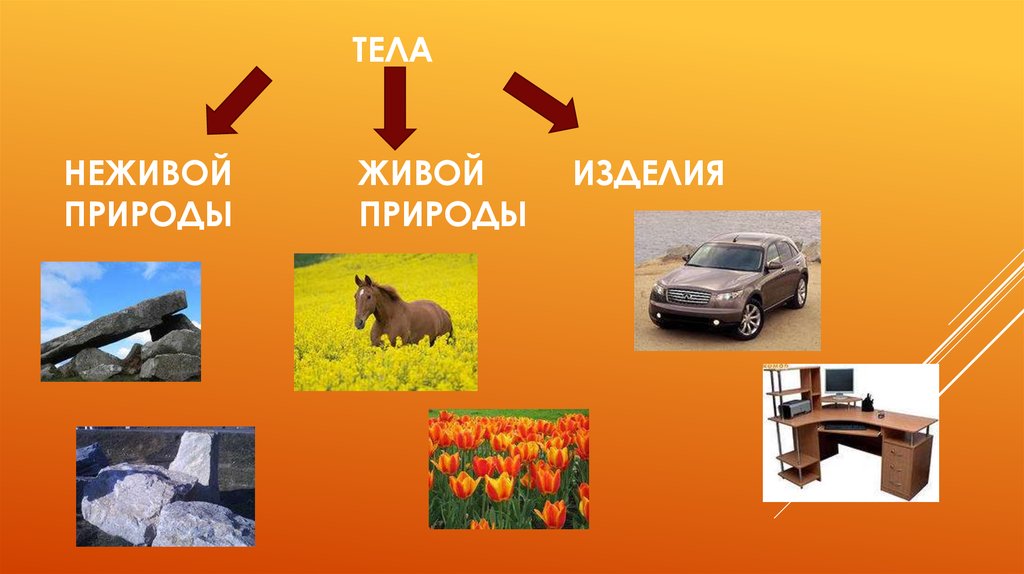 Не живые организмы. Тела природы и изделия. Тела живой природы. Природные тела живые и неживые. Живая и неживая природа.