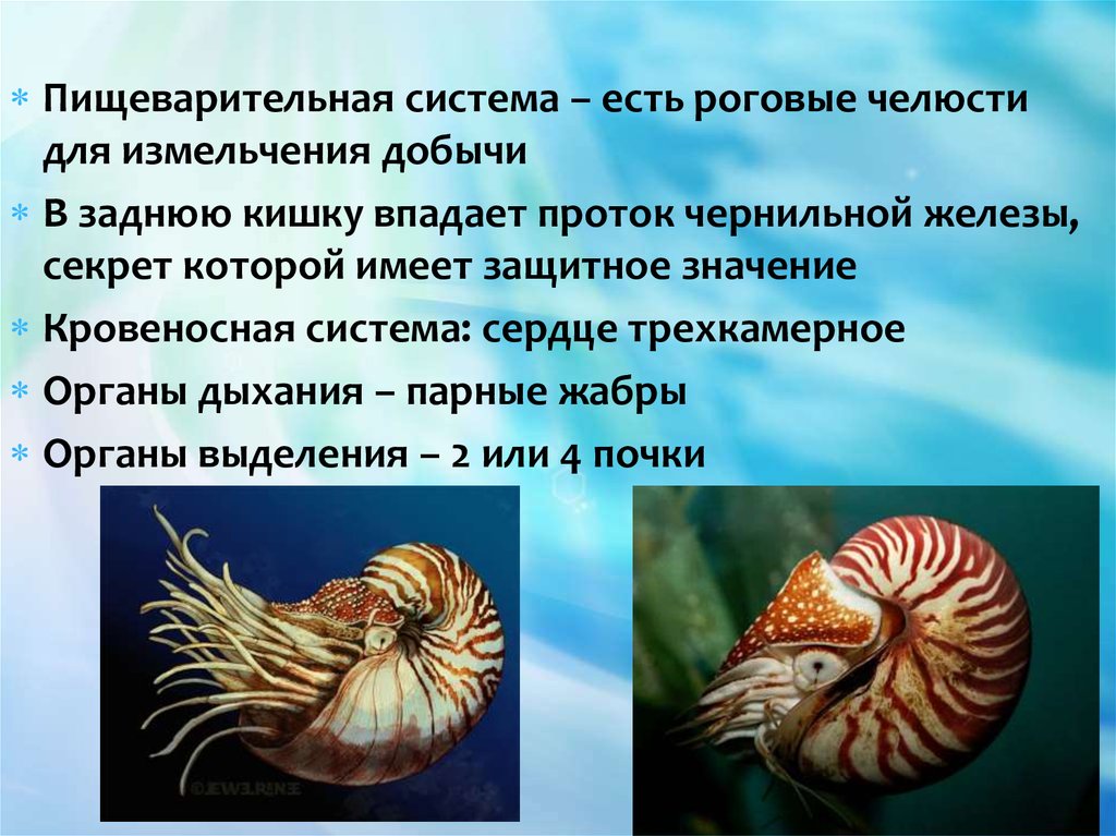 Моллюски имеют сердце