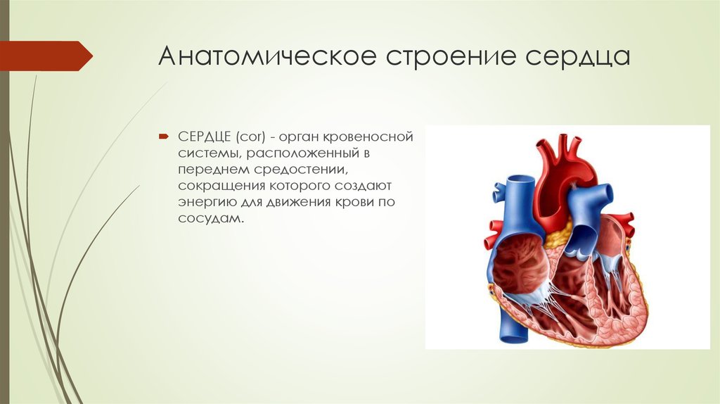 Анатомическое строение сердца презентация