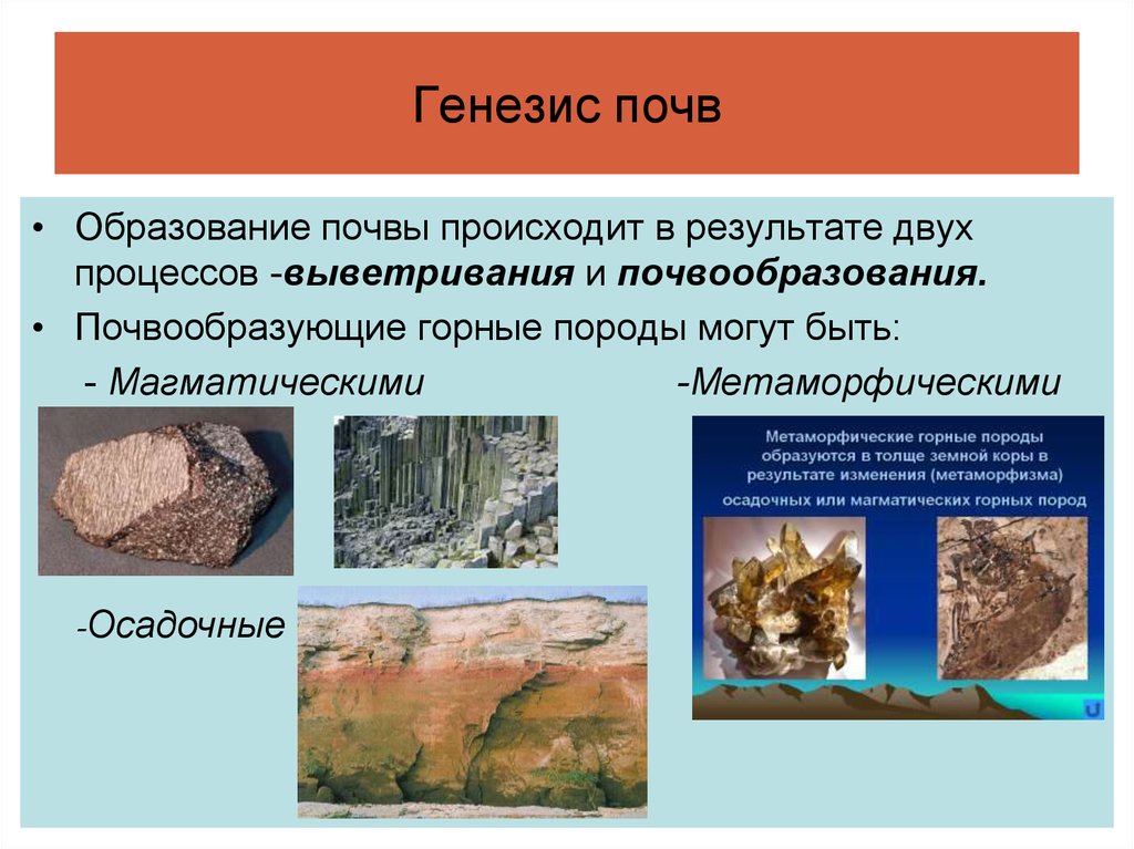 Какие породы образуются из останков живых