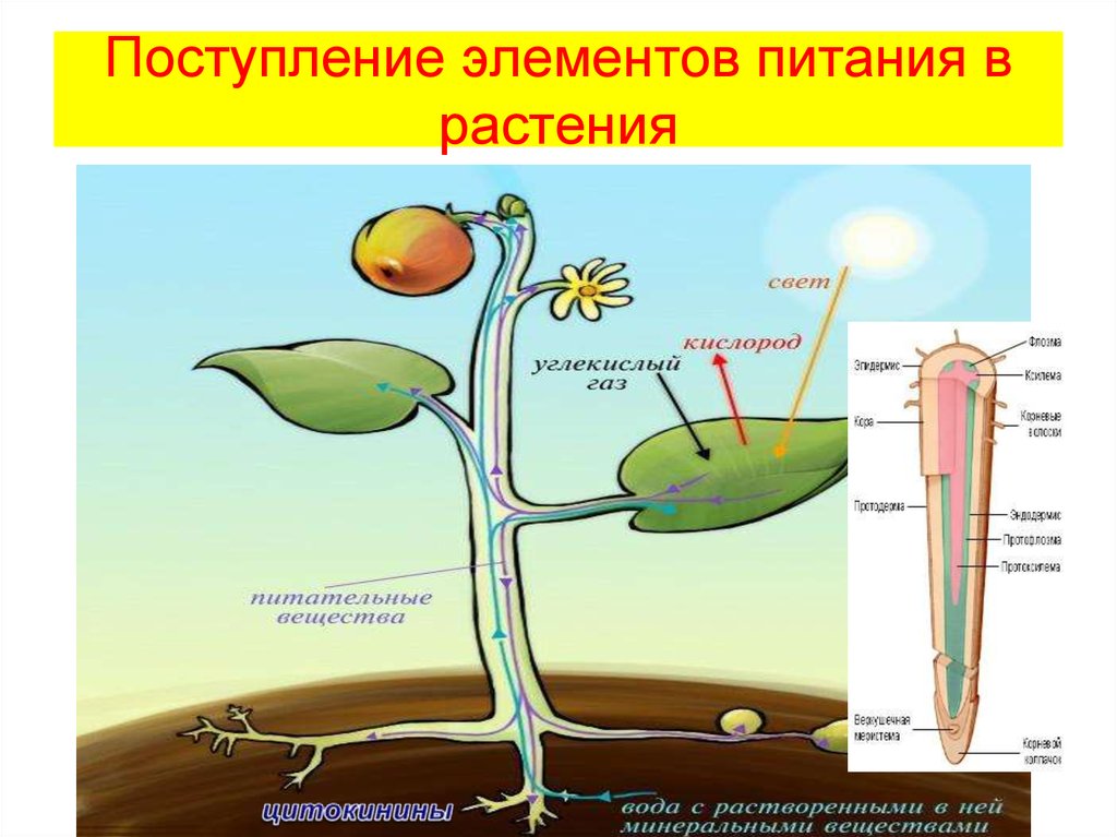 Схема продвижения веществ поглощенных корневыми волосками