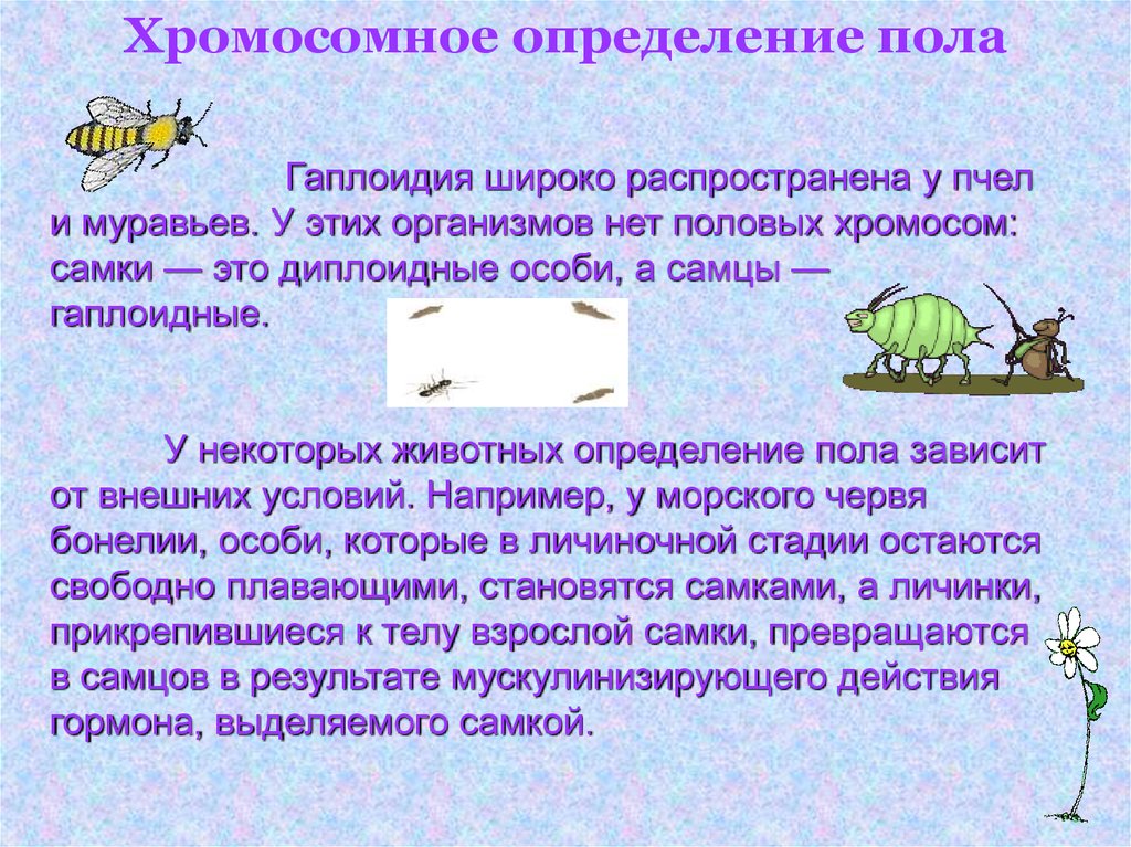 У каких животных нет половых хромосом