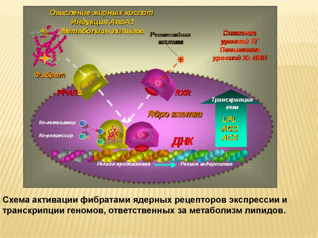 Гиполипидемические средства презентация