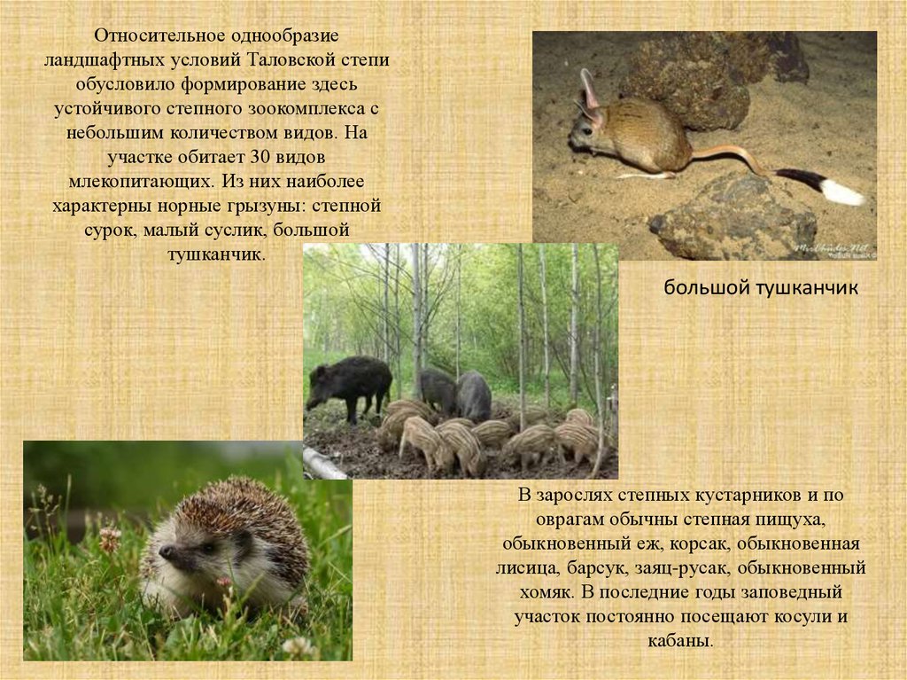 Какие животные обитают в оренбургской области. Заповедники Оренбургской области. Оренбургский заповедник животные. Заповедные зоны Оренбургской области. Животные оренбургских степей.